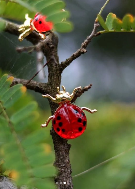 LADY BUG